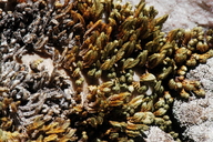 Selaginella watsonii