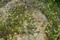 Phacelia cicutaria var. cicutaria