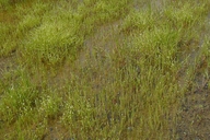 Plagiobothrys undulatus