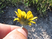 Helianthella californica var. californica