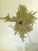 Astragalus kentrophyta var. ungulatus
