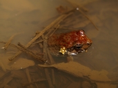 Mantidactylus bellyi