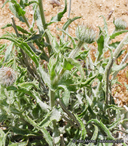 Xylorhiza tortifolia var. tortifolia