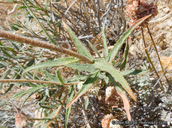 Xylorhiza tortifolia var. tortifolia