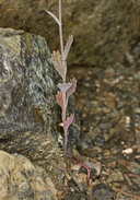 Streptanthus batrachopus
