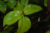 Bobea timonioides
