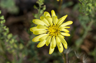 Smallflower Desert-chicory (usda)
