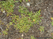 Chorizanthe procumbens