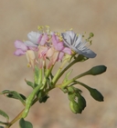 Eremothera boothii ssp. boothii
