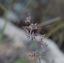 Muhlenbergia pauciflora