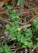 Galium californicum ssp. primum