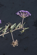 Purple Sand Verbena (usda)