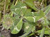 Trifolium grayi
