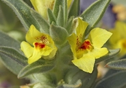 Mohavea breviflora