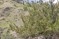 Colletia spinosissima