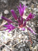 Allium fimbriatum var. fimbriatum