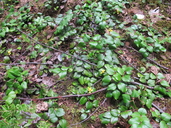 Gaultheria ovatifolia