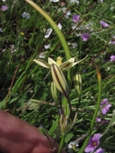 Triteleia ixioides ssp. scabra