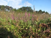 Stachys chamissonis