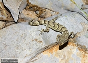 Mediodactylus ilamensis