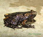 Grey-brown Pug-snouted Frog