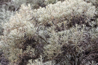 Artemisia nesiotica