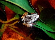 Cloaked Moss Frog
