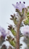 Phacelia floribunda