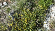 Genista sylvestris ssp. dalmatica