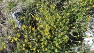Genista sylvestris ssp. dalmatica