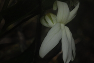 Viola chamissoniana ssp. tracheliifolia