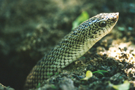 Madagascar Speckled Hognose Snake