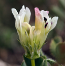 Trifolium gambelii
