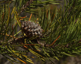 Pinus contorta var. bolanderi