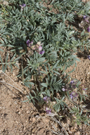 Astragalus humistratus var. sonorae