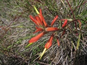 Castilleja subinclusa ssp. franciscana