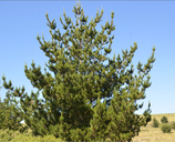 Monterrey Pine