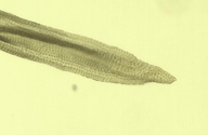 Orthotrichum columbianum