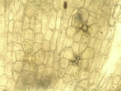 Orthotrichum franciscanum