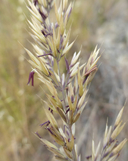 Calamagrostis ophitidis