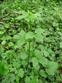 Cardamine angulata