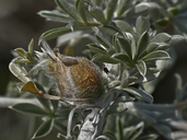 Lupinus chamissonis