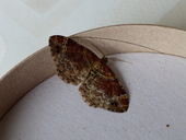 Dark-barred Twin-spot Carpet Moth