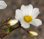 Linanthus inyoensis