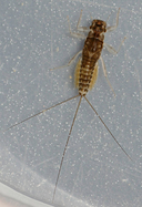 Choroterpes sp.
