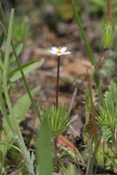 Linanthus ciliatus