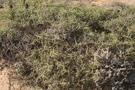 Lycium californicum