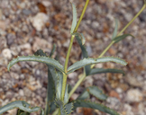 Penstemon floridus var. austinii