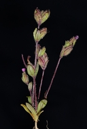 Mimulus rattanii ssp. decurtatus