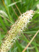 Carex barbarae